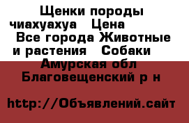 Щенки породы чиахуахуа › Цена ­ 12 000 - Все города Животные и растения » Собаки   . Амурская обл.,Благовещенский р-н